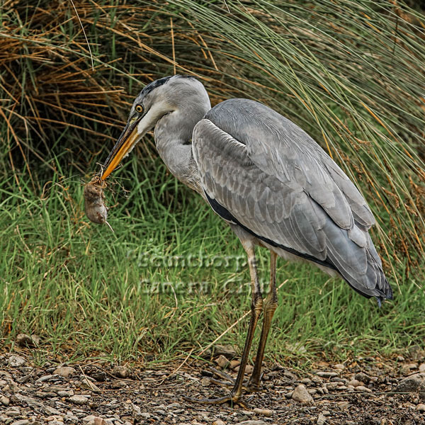 Heron with Bank Vole